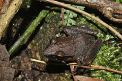 Craugastor rostralis