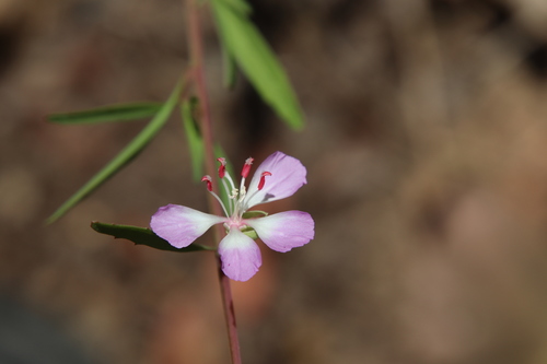 Campo clarkia (Clarkia delicata)