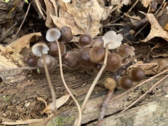 Mycena silvae-nigrae