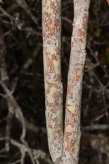 Euphorbia rossiana