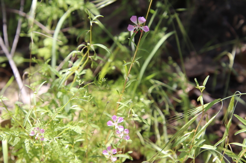 Image of Clarkia delicata by (c) Millie Basden, some rights reserved (CC BY)