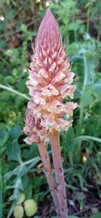 Orobanche amethystea