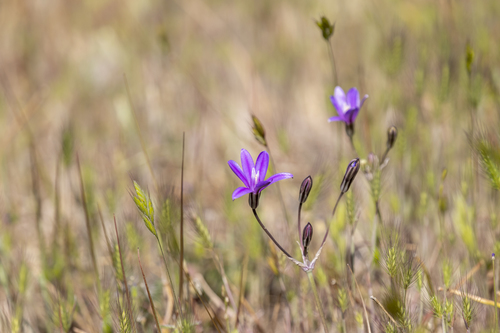 iNaturalist observation photo of crown brodiaea