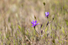 Brodiaea coronaria