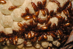 Pharaxonotha