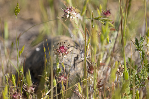 iNaturalist observation photo of tomcat clover