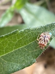 Tropidosteptes quercicola