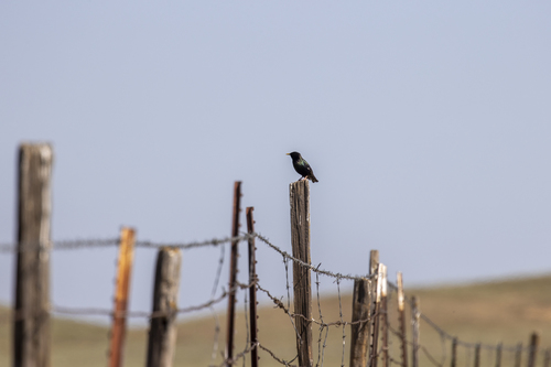 iNaturalist observation photo of European Starling