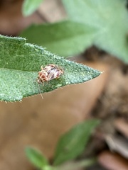Tropidosteptes quercicola