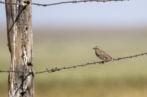 iNaturalist observation photo of Savannah Sparrow