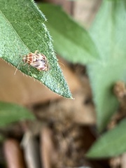 Tropidosteptes quercicola