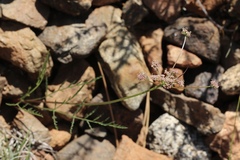 Lomatium engelmannii
