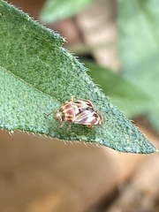 Tropidosteptes quercicola