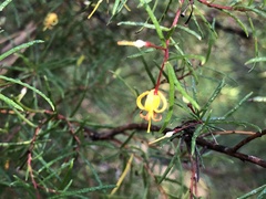 Persoonia nutans