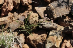 Lomatium engelmannii