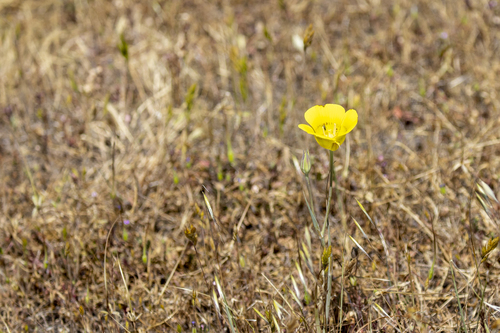 iNaturalist observation photo of Yellow Mariposa Lily
