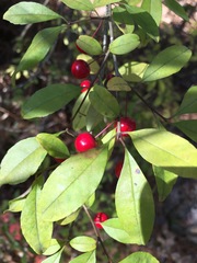 Ilex longipes