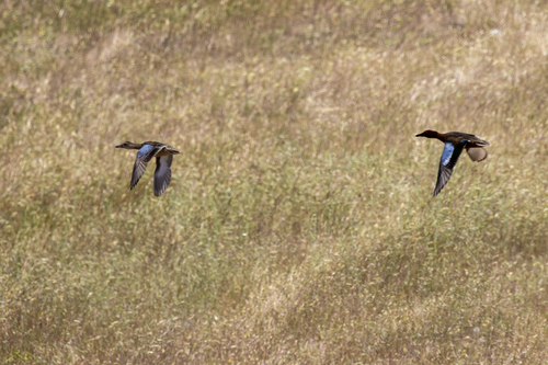 iNaturalist observation photo of Cinnamon Teal