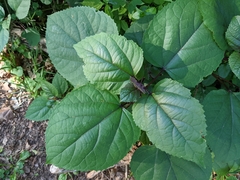 Clerodendrum bungei