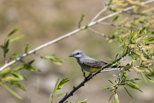 iNaturalist observation photo of Western Kingbird