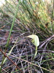 Pterostylis acuminata