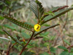 Chamaecrista leschenaultiana