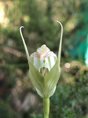 Pterostylis acuminata