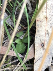 Pterostylis acuminata