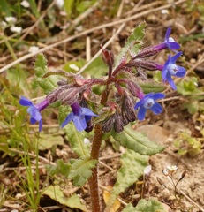 Anchusa stylosa