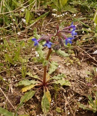 Anchusa stylosa