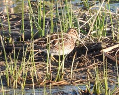 Gallinago delicata