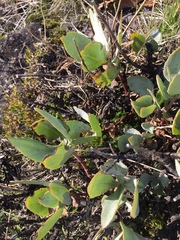 Penstemon barrettiae