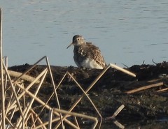 Calidris melanotos