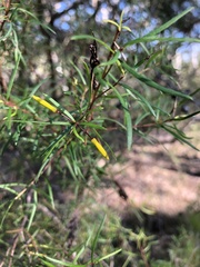 Persoonia nutans