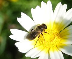 Platynochaetus setosus