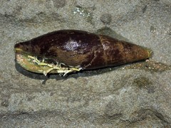 Isara carbonaria