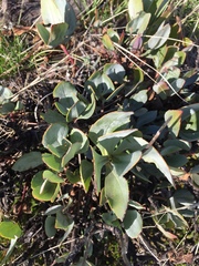 Penstemon barrettiae