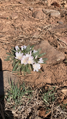 Lewisia rediviva