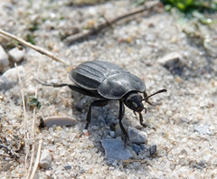 Silpha puncticollis