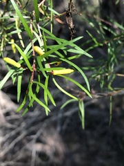Persoonia nutans