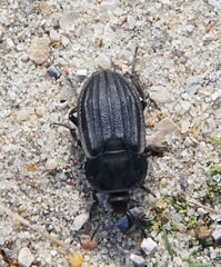Silpha puncticollis