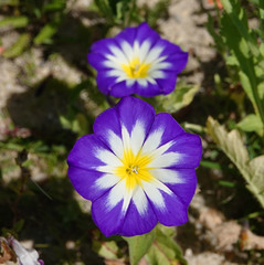Convolvulus tricolor