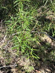 Persoonia nutans