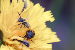 Cryptocephalus rugicollis