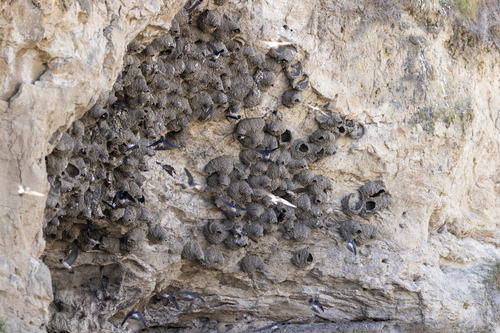 iNaturalist observation photo of Cliff Swallow