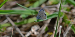 Cupido amyntula