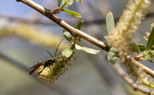 iNaturalist observation photo of Ichneumonid and Braconid Wasps