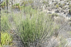 Euphorbia rossiana