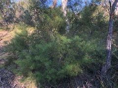 Persoonia nutans