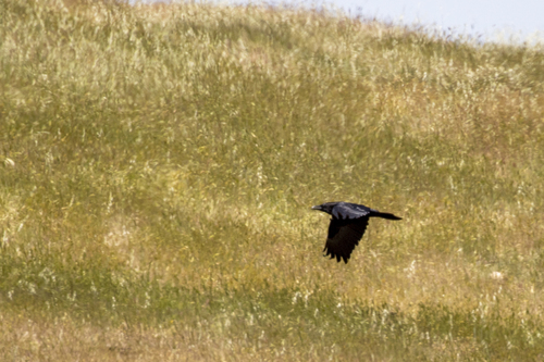 iNaturalist observation photo of Common Raven